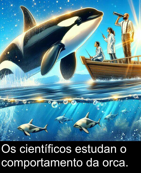 comportamento: Os científicos estudan o comportamento da orca.
