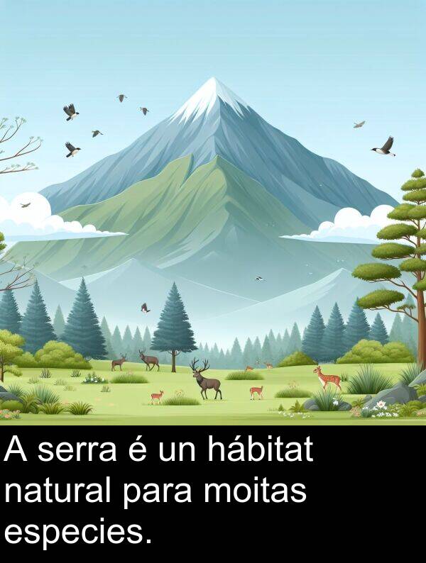 especies: A serra é un hábitat natural para moitas especies.