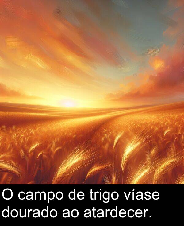 trigo: O campo de trigo víase dourado ao atardecer.