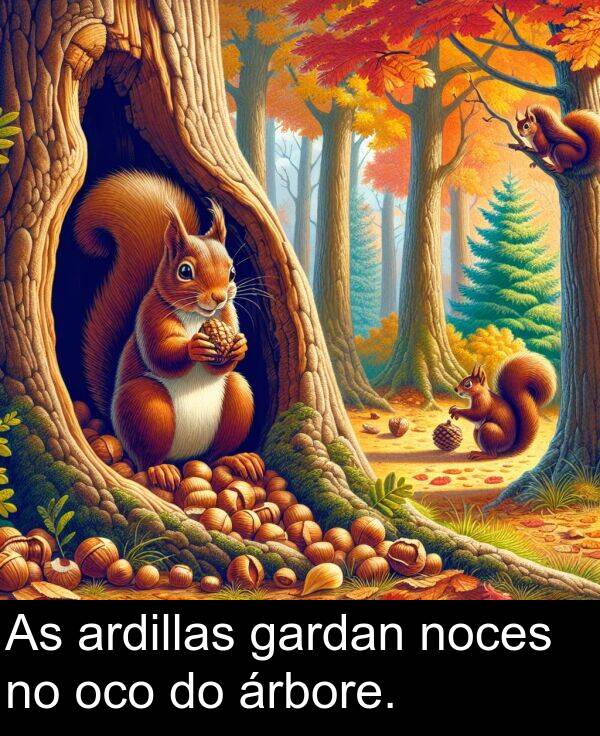 ardillas: As ardillas gardan noces no oco do árbore.