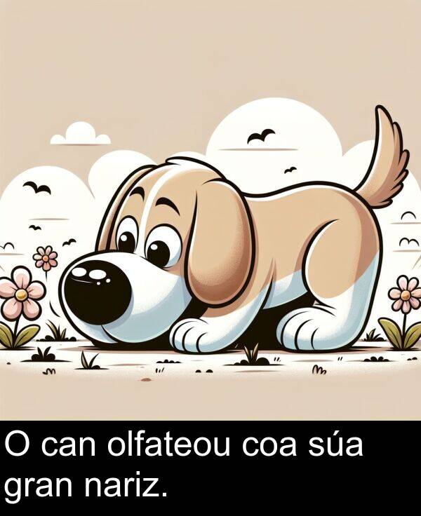 gran: O can olfateou coa súa gran nariz.