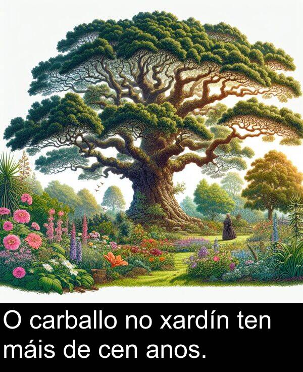 anos: O carballo no xardín ten máis de cen anos.