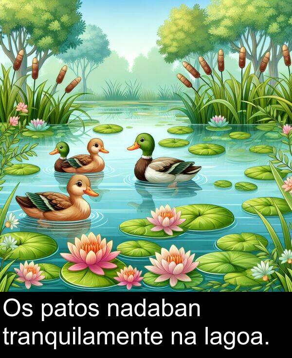 tranquilamente: Os patos nadaban tranquilamente na lagoa.