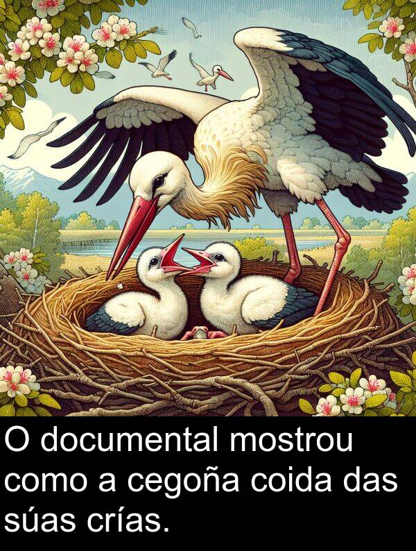 como: O documental mostrou como a cegoña coida das súas crías.