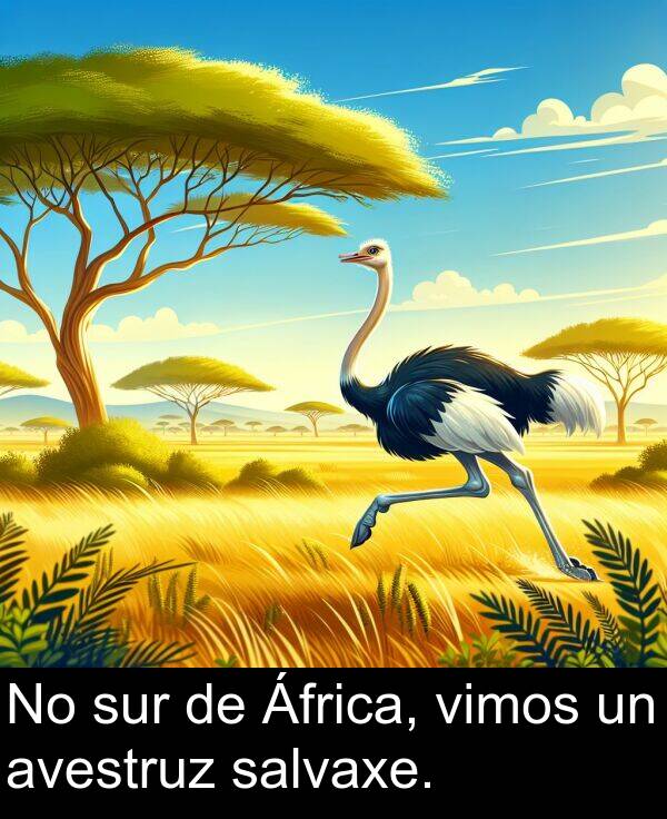 avestruz: No sur de África, vimos un avestruz salvaxe.