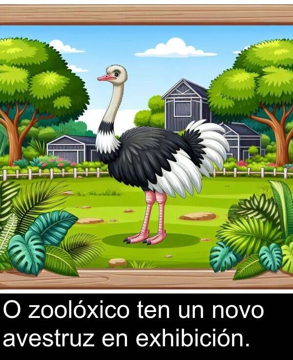 exhibición: O zoolóxico ten un novo avestruz en exhibición.