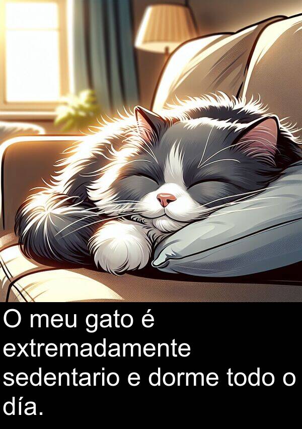 día: O meu gato é extremadamente sedentario e dorme todo o día.