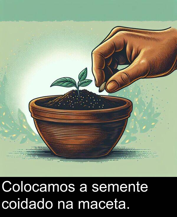 semente: Colocamos a semente coidado na maceta.
