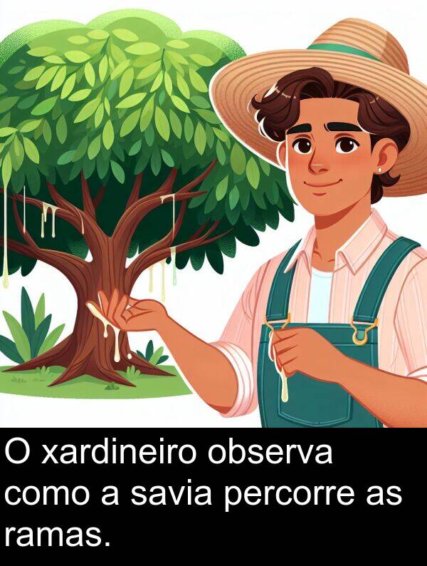 ramas: O xardineiro observa como a savia percorre as ramas.