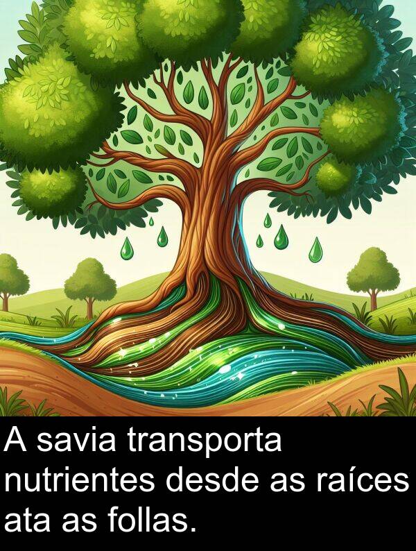raíces: A savia transporta nutrientes desde as raíces ata as follas.
