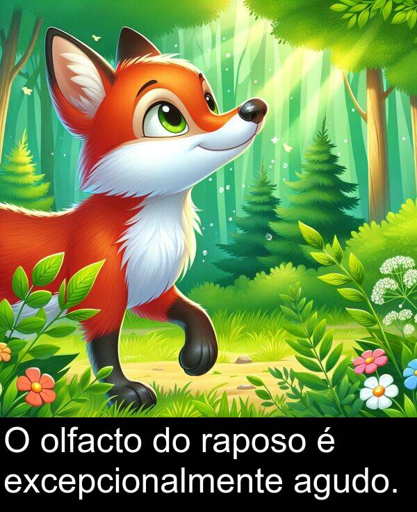 raposo: O olfacto do raposo é excepcionalmente agudo.