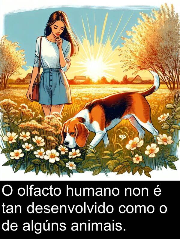 algúns: O olfacto humano non é tan desenvolvido como o de algúns animais.