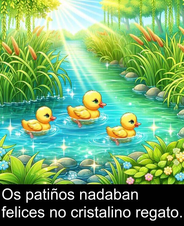 regato: Os patiños nadaban felices no cristalino regato.