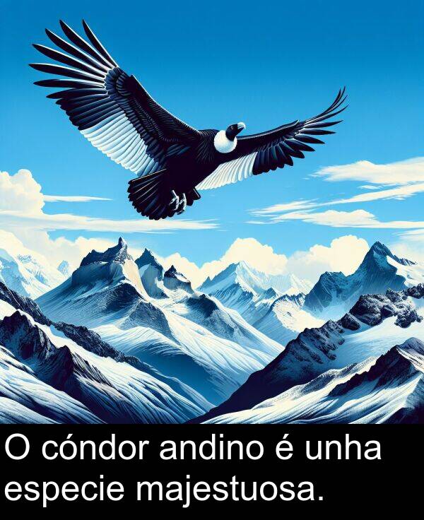especie: O cóndor andino é unha especie majestuosa.