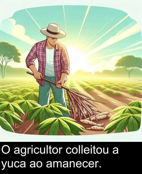 amanecer: O agricultor colleitou a yuca ao amanecer.