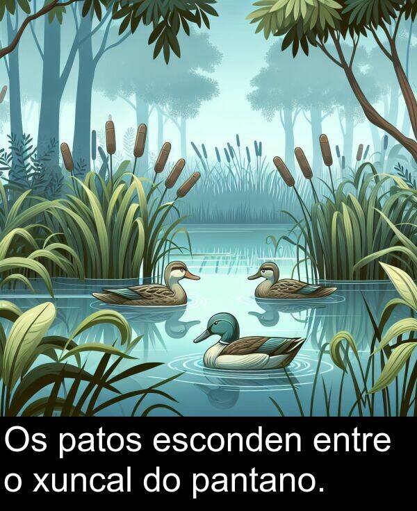 entre: Os patos esconden entre o xuncal do pantano.