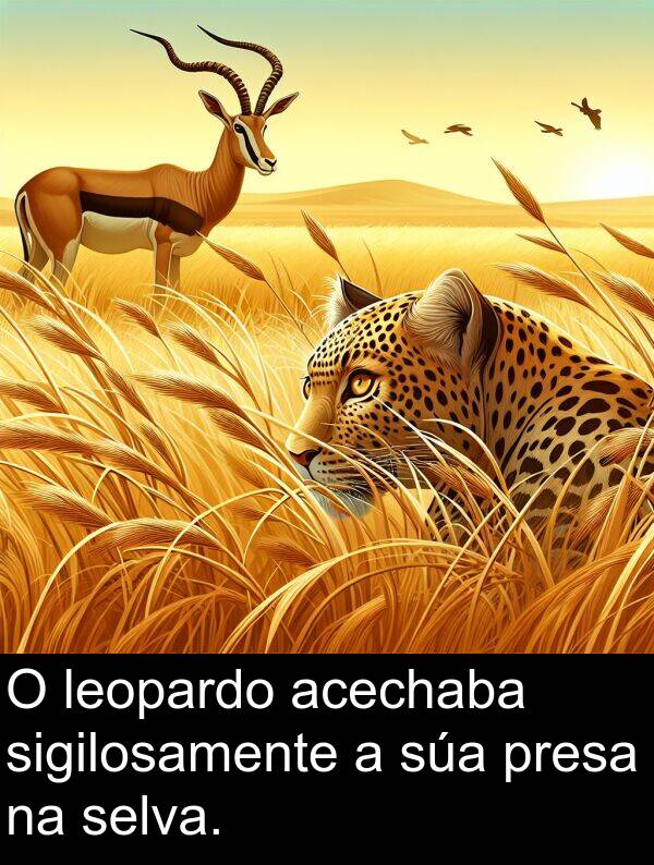 sigilosamente: O leopardo acechaba sigilosamente a súa presa na selva.