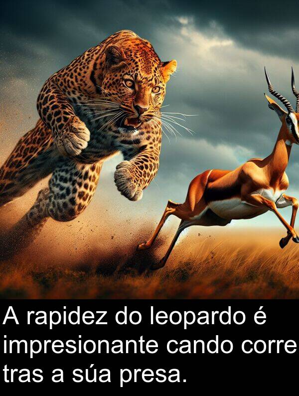 rapidez: A rapidez do leopardo é impresionante cando corre tras a súa presa.