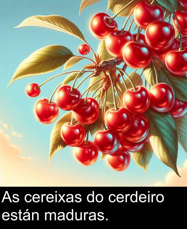 están: As cereixas do cerdeiro están maduras.