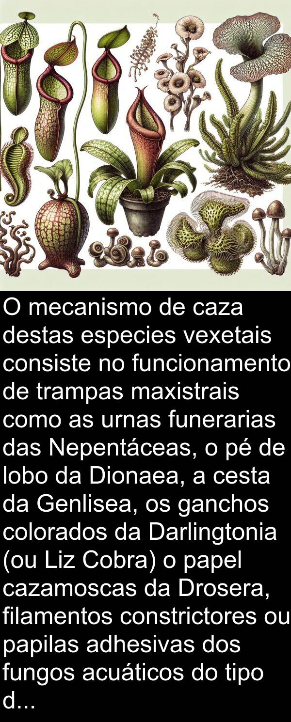 caza: O mecanismo de caza destas especies vexetais consiste no funcionamento de trampas maxistrais como as urnas funerarias das Nepentáceas, o pé de lobo da Dionaea, a cesta da Genlisea, os ganchos colorados da Darlingtonia (ou Liz Cobra) o papel cazamoscas da Drosera, filamentos constrictores ou papilas adhesivas dos fungos acuáticos do tipo dos Zoófagos.