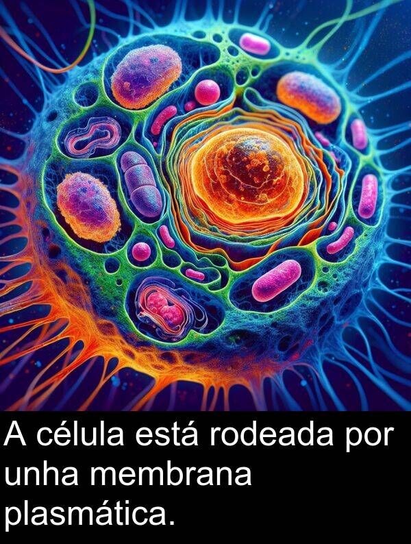 rodeada: A célula está rodeada por unha membrana plasmática.