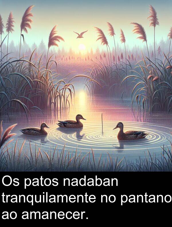 amanecer: Os patos nadaban tranquilamente no pantano ao amanecer.