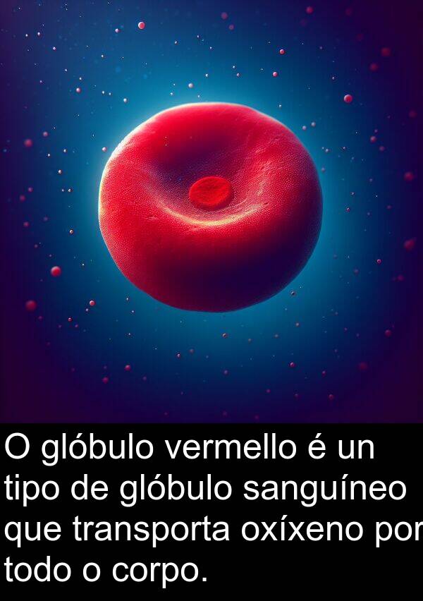 transporta: O glóbulo vermello é un tipo de glóbulo sanguíneo que transporta oxíxeno por todo o corpo.