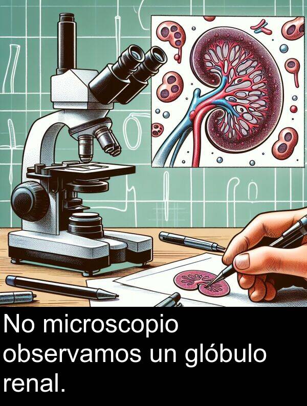 renal: No microscopio observamos un glóbulo renal.