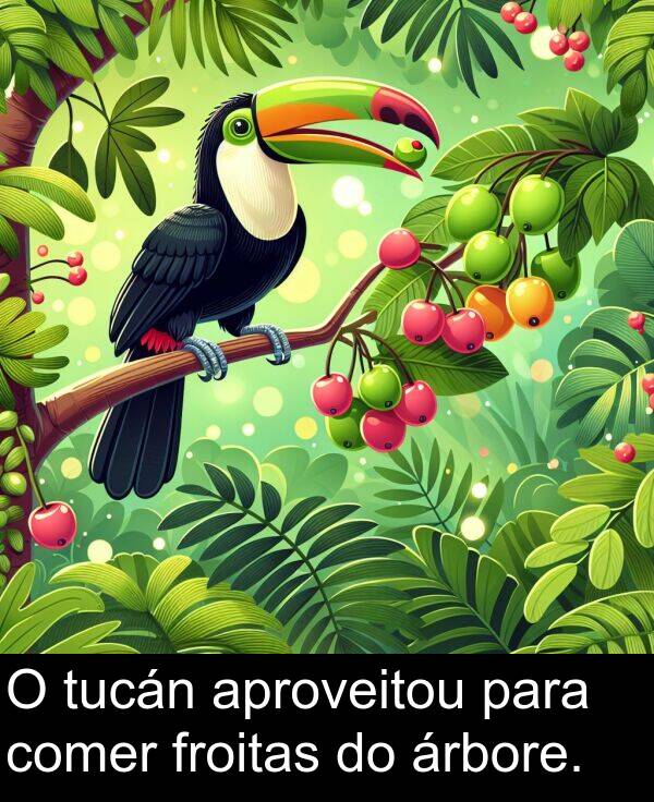 froitas: O tucán aproveitou para comer froitas do árbore.