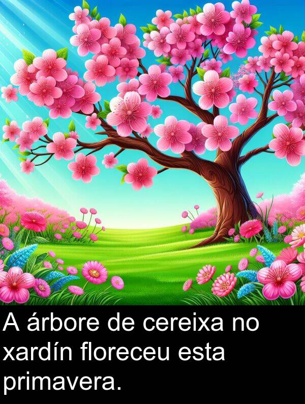 cereixa: A árbore de cereixa no xardín floreceu esta primavera.