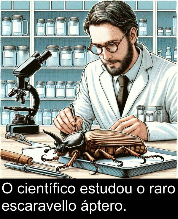 raro: O científico estudou o raro escaravello áptero.