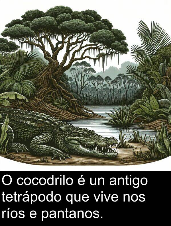 ríos: O cocodrilo é un antigo tetrápodo que vive nos ríos e pantanos.