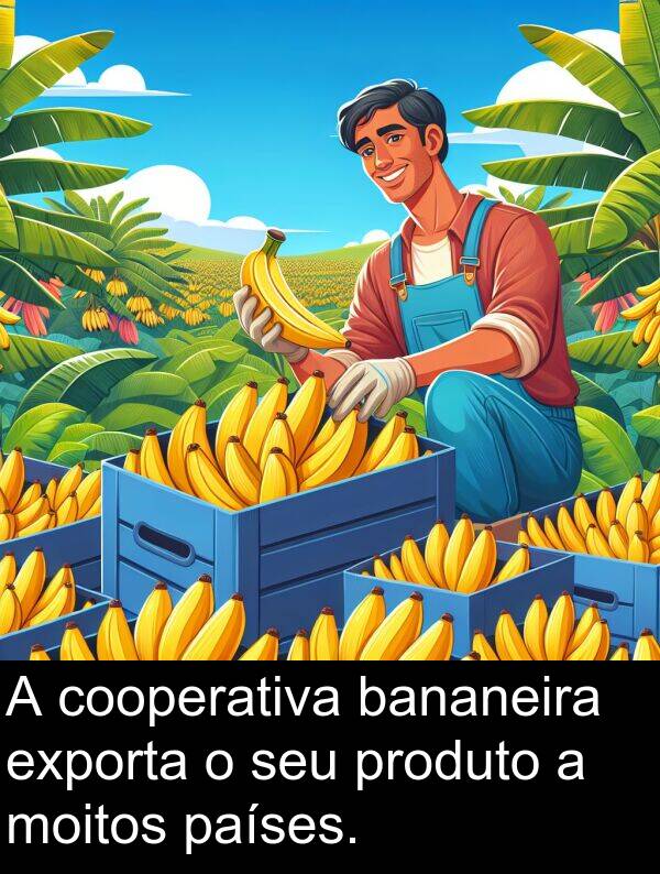 exporta: A cooperativa bananeira exporta o seu produto a moitos países.