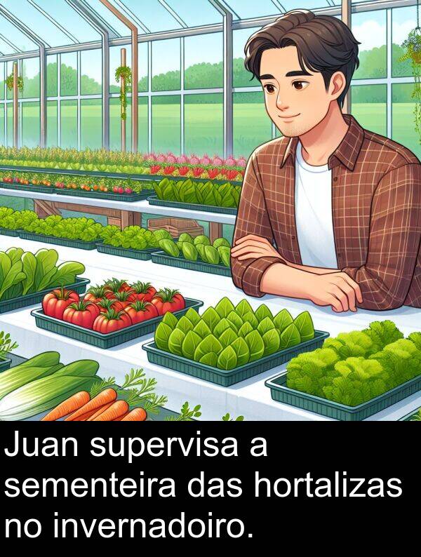 sementeira: Juan supervisa a sementeira das hortalizas no invernadoiro.