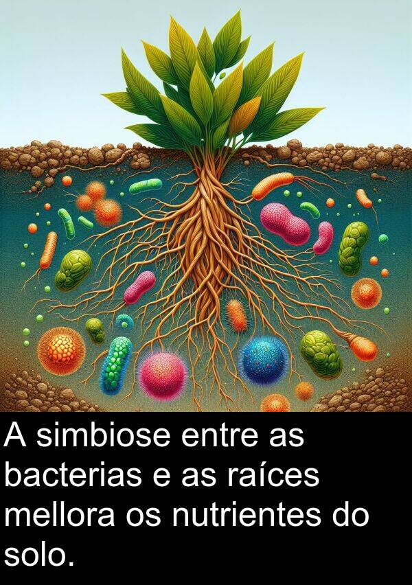 raíces: A simbiose entre as bacterias e as raíces mellora os nutrientes do solo.