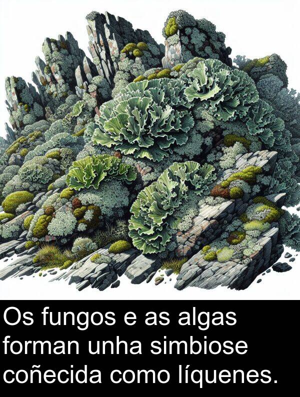 fungos: Os fungos e as algas forman unha simbiose coñecida como líquenes.