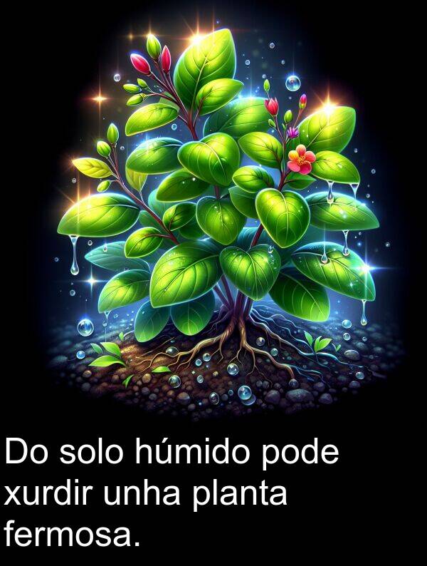 solo: Do solo húmido pode xurdir unha planta fermosa.