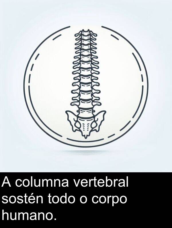 columna: A columna vertebral sostén todo o corpo humano.