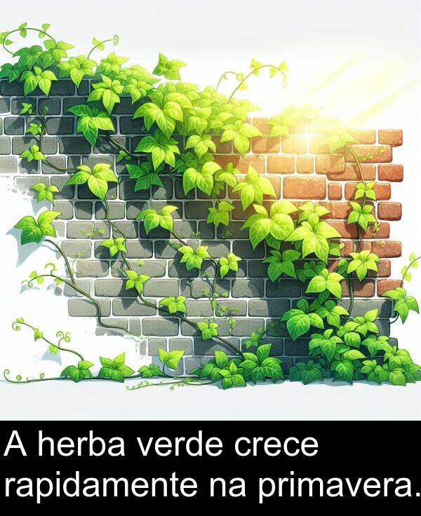 rapidamente: A herba verde crece rapidamente na primavera.