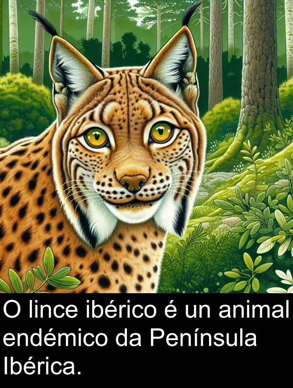 lince: O lince ibérico é un animal endémico da Península Ibérica.