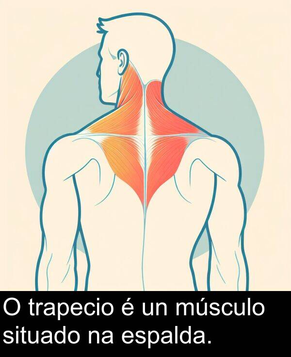 situado: O trapecio é un músculo situado na espalda.