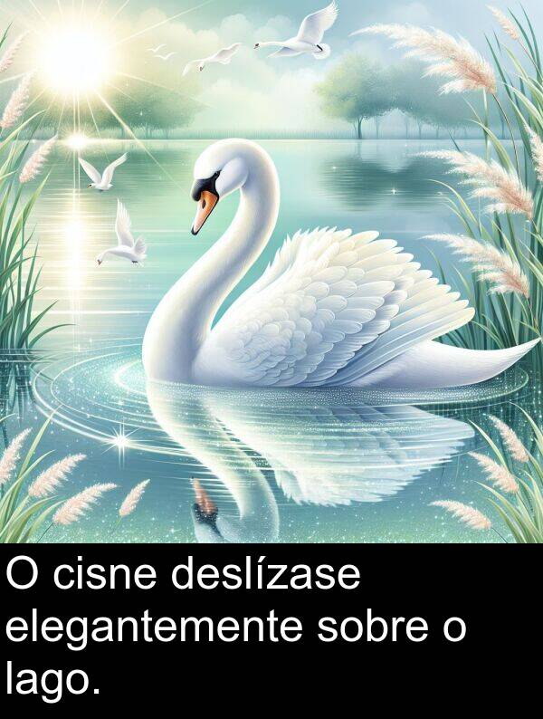 cisne: O cisne deslízase elegantemente sobre o lago.