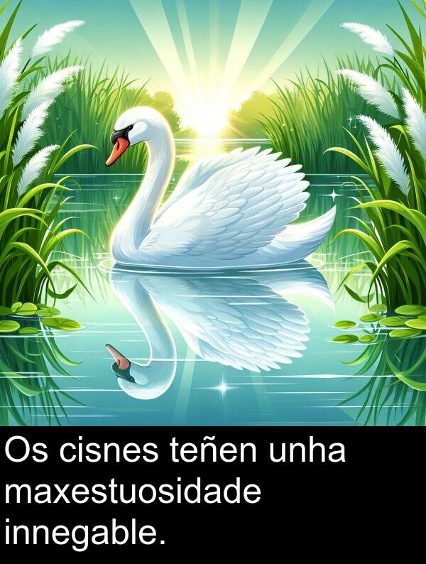cisnes: Os cisnes teñen unha maxestuosidade innegable.