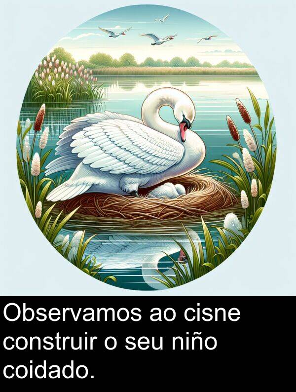 cisne: Observamos ao cisne construir o seu niño coidado.