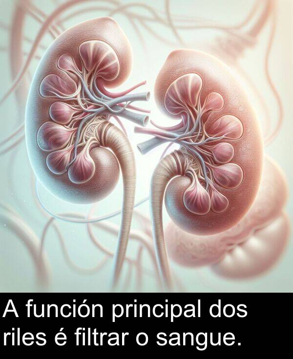 riles: A función principal dos riles é filtrar o sangue.