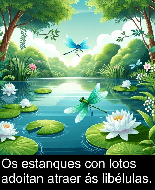 estanques: Os estanques con lotos adoitan atraer ás libélulas.