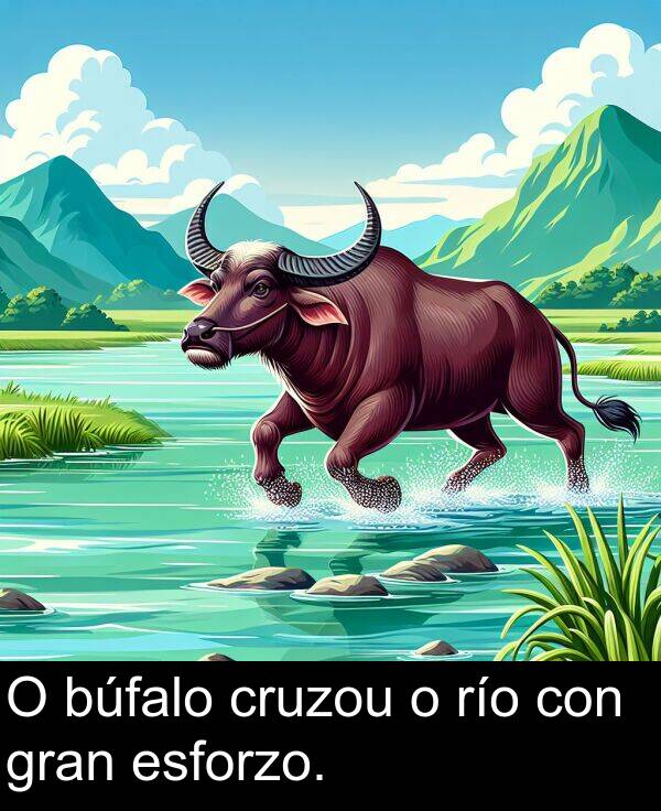 río: O búfalo cruzou o río con gran esforzo.