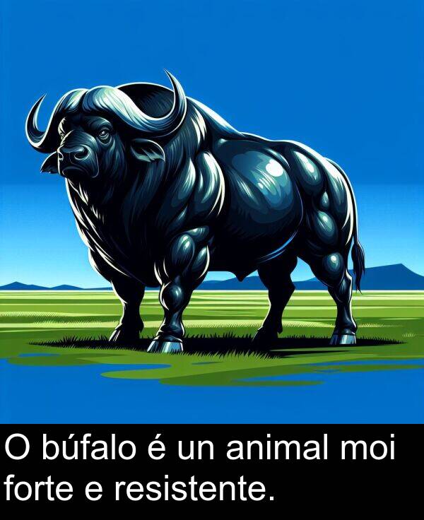resistente: O búfalo é un animal moi forte e resistente.
