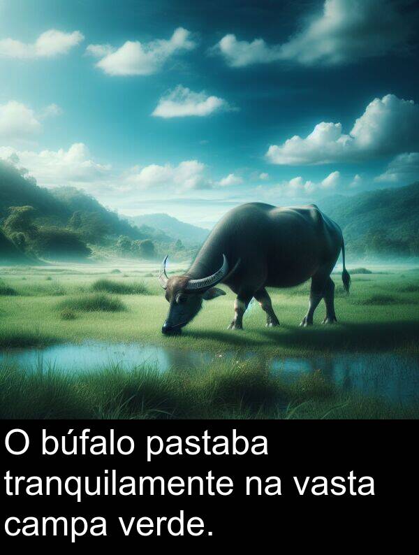 tranquilamente: O búfalo pastaba tranquilamente na vasta campa verde.