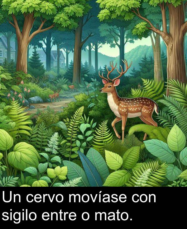 entre: Un cervo movíase con sigilo entre o mato.